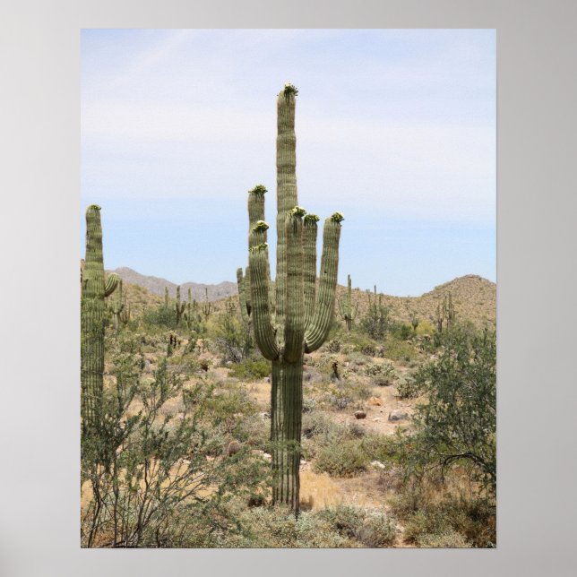 Desert Cactus 16x20 Poster dekorfärg för utskrift  (Framsidan)