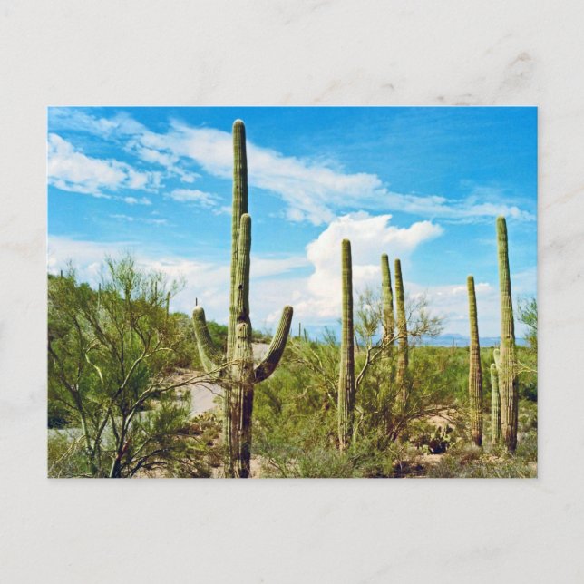 Desert Cactus Arizona vycard Vykort (Framsida)
