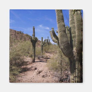 Desert Cactus i Arizona Magnet