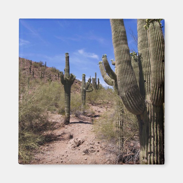 Desert Cactus i Arizona Magnet (Framsidan)