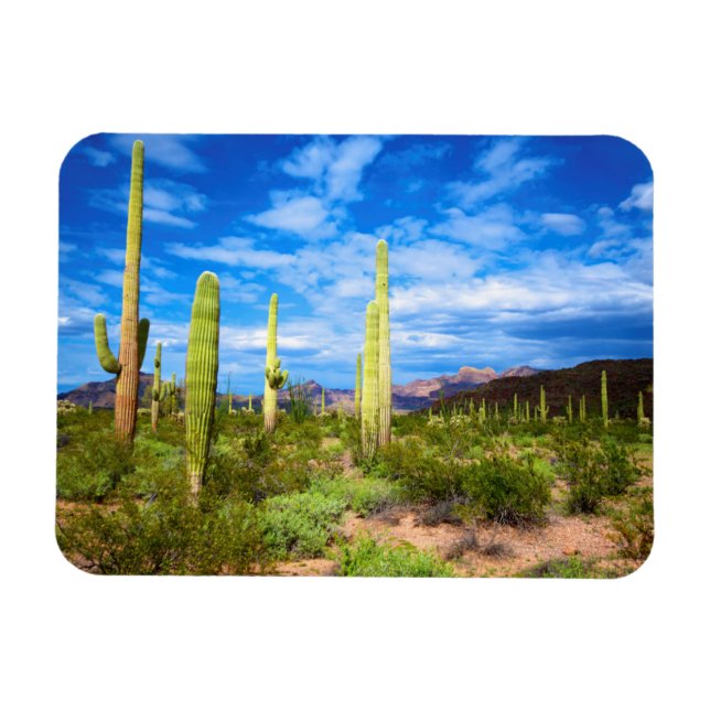Desert cactus liggande, Arizona Magnet (Horisontell)