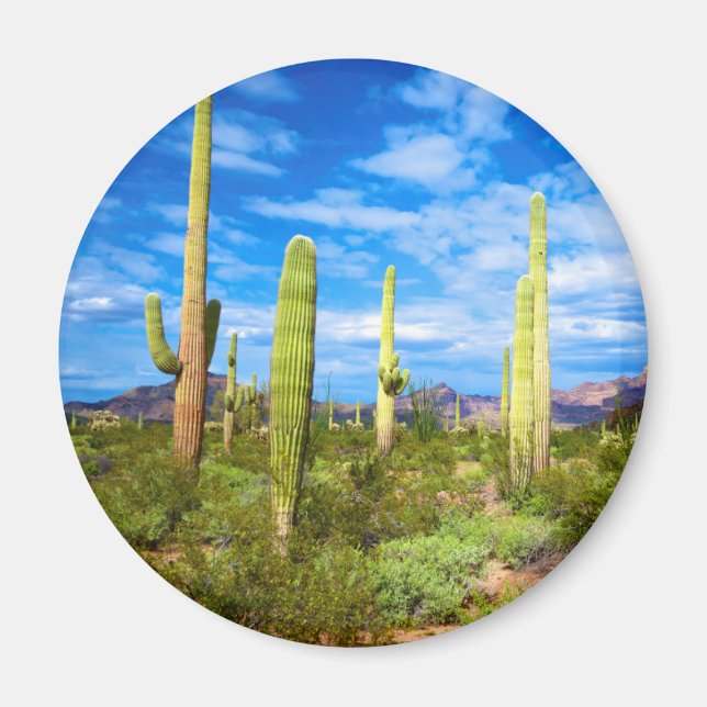 Desert cactus liggande, Arizona Magnet (Framsidan)