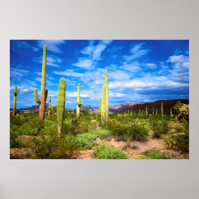 Desert cactus liggande, Arizona Poster (Framsidan)