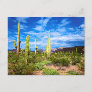 Desert cactus liggande, Arizona Vykort