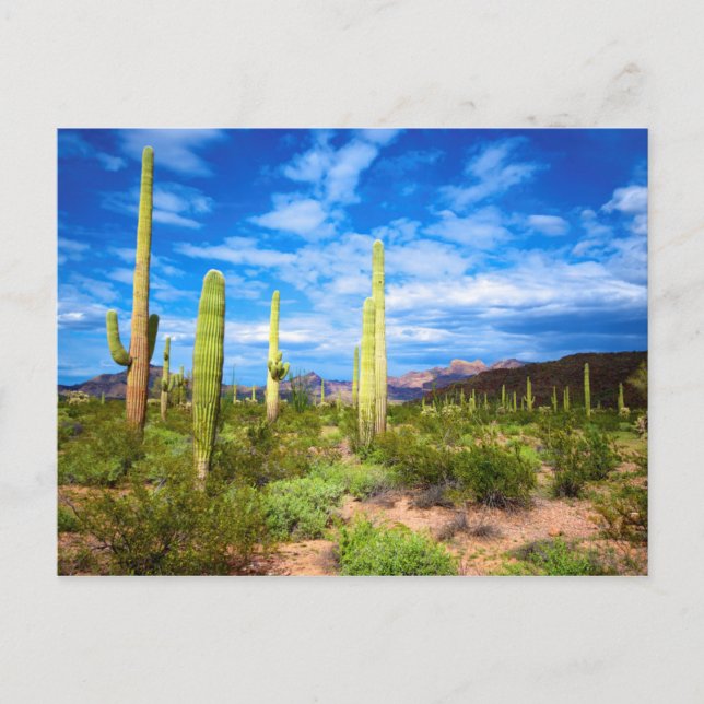 Desert cactus liggande, Arizona Vykort (Framsida)