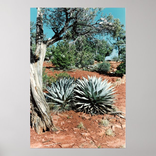 Desert Cactus Poster (Framsidan)
