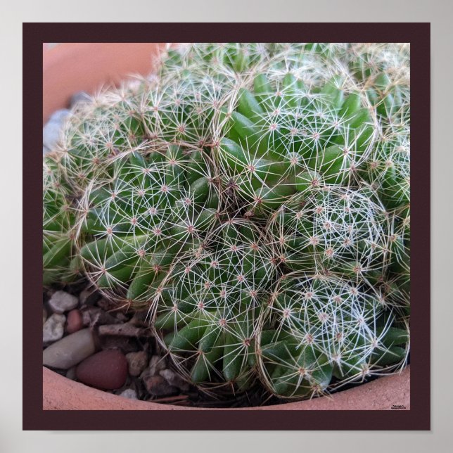 Desert Cactus Poster (Framsidan)