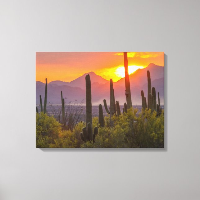Desert cactus sunset, Arizona Canvastryck (Framsida)