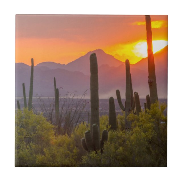 Desert cactus sunset, Arizona Kakelplatta (Framsidan)