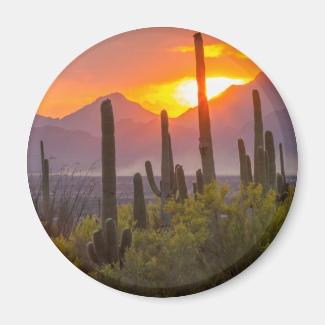Desert cactus sunset, Arizona Magnet (Framsidan)
