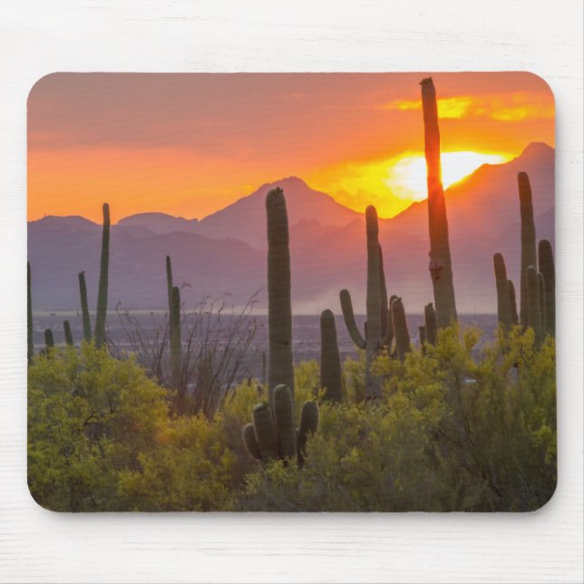Desert cactus sunset, Arizona Musmatta (Framsidan)
