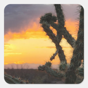 Desert Cactus Sunset Fyrkantigt Klistermärke