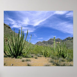 Desert cactus vid organdonationens nationella monu poster