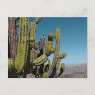 Desert Cactus Vykort