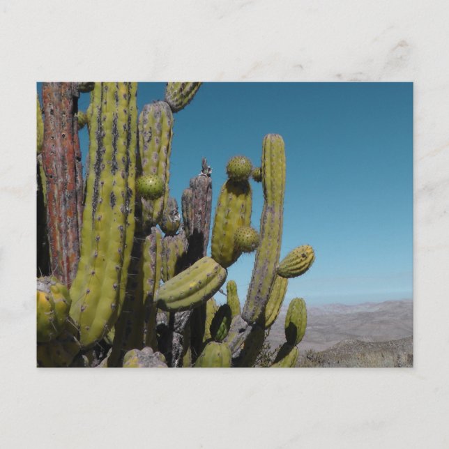 Desert Cactus Vykort (Framsida)