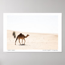 Desert Camel 1
