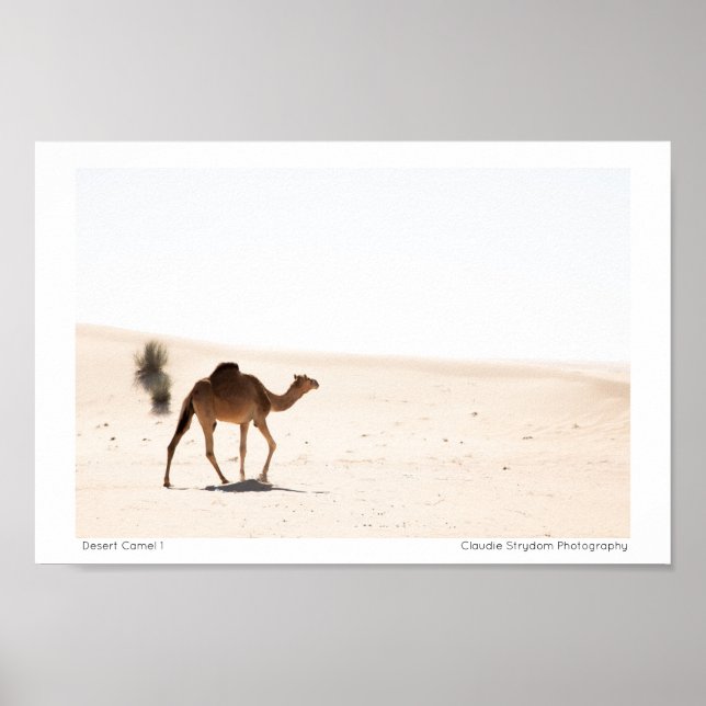 Desert Camel 1 Poster (Framsidan)