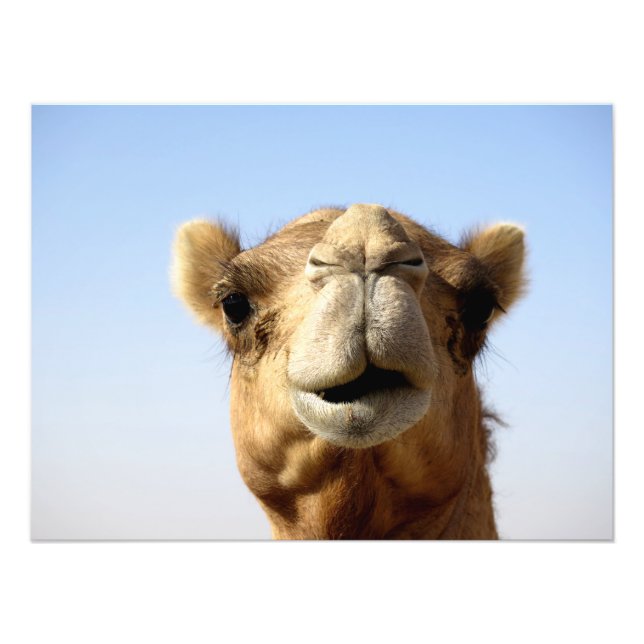 Desert Camel Fototryck (Framsidan)