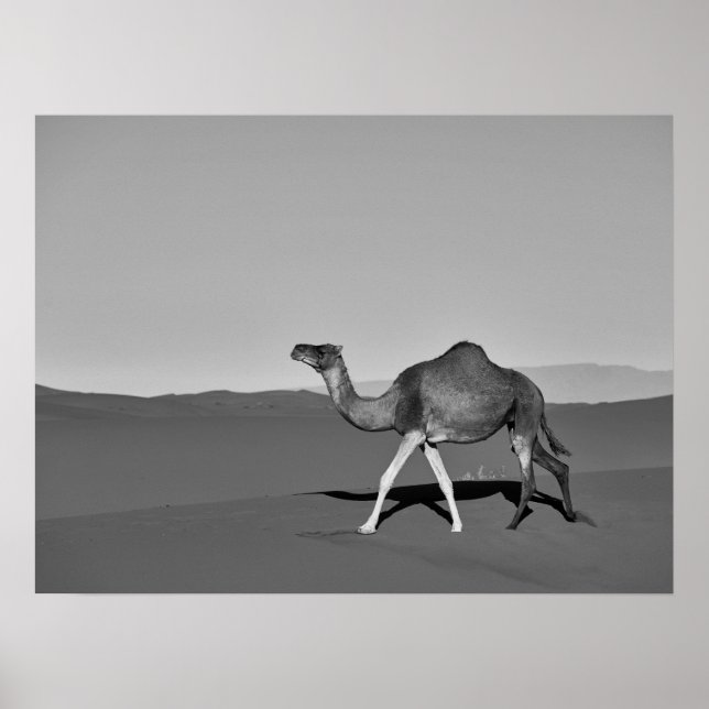 Desert Camel Walking Black and White Poster (Framsidan)