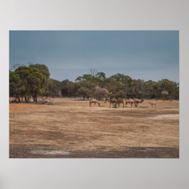 Desert Camels Grazing in Australian Outback Poster
