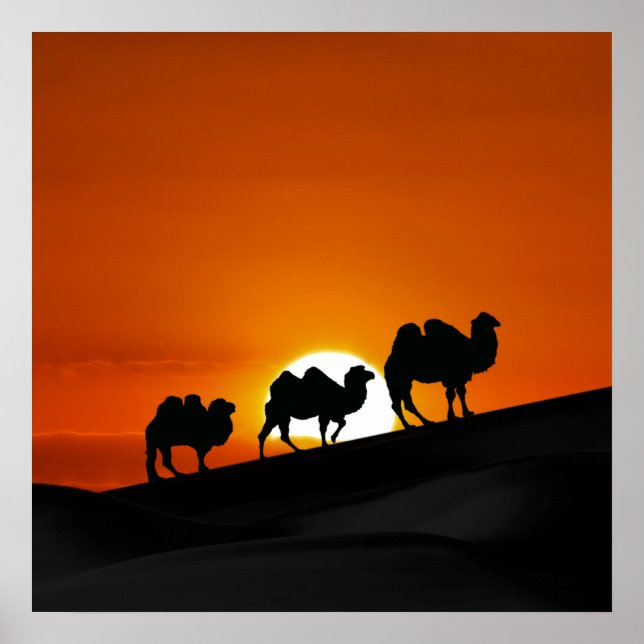 Desert Camels vid solnedgång Poster (Framsidan)