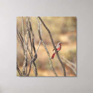 Desert Cardinal Canvastryck