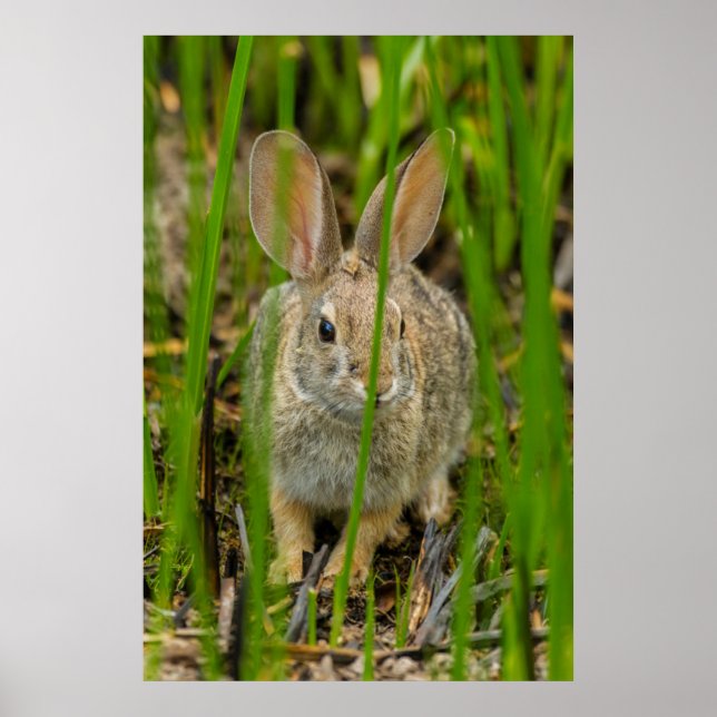 Desert Cottontail Rabbit Poster (Framsidan)