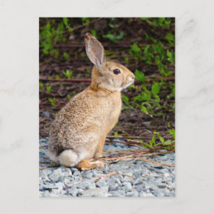 Desert Cottontail Rabbit Vykort
