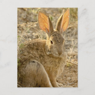 Desert Cottontail Rabbit Vykort