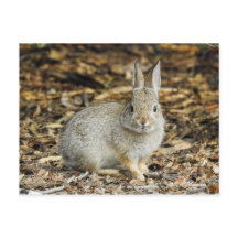 Desert Cottontail-vykort