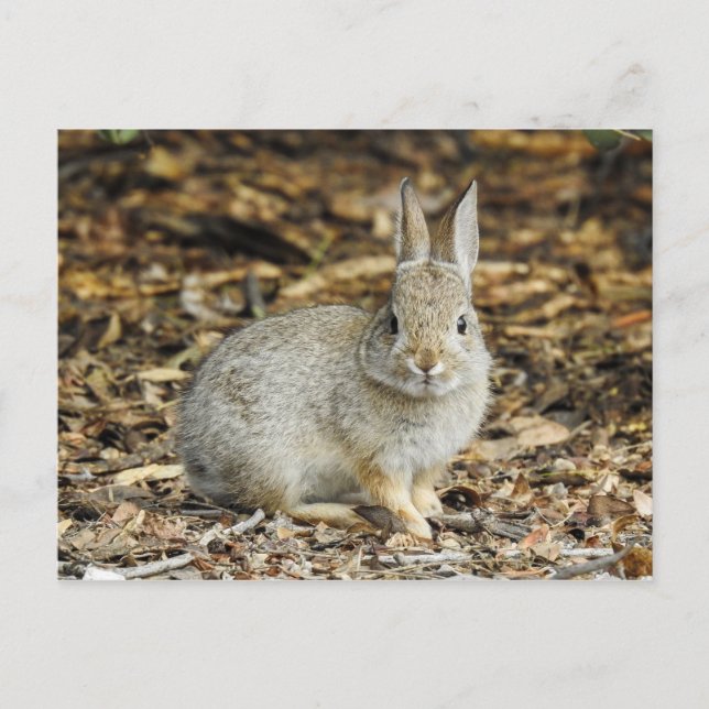 Desert Cottontail-vykort Vykort (Framsida)