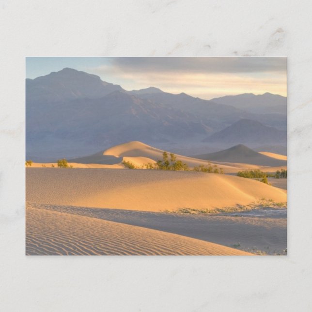 Desert Dawn Vykort (Framsida)