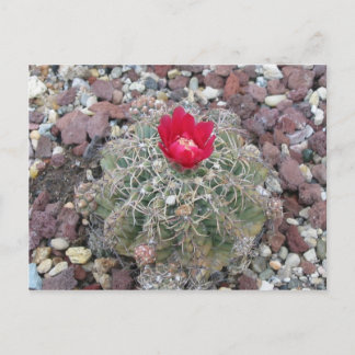 Desert Flower Vykort