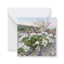 Desert Flowers