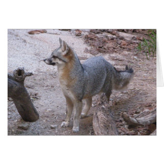 Desert Fox Hälsningskort