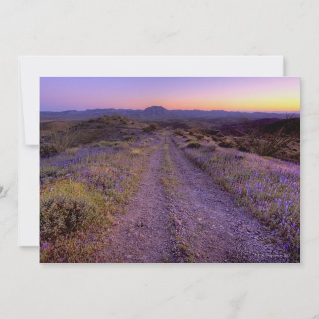 Desert Gravel Road (Framsida)