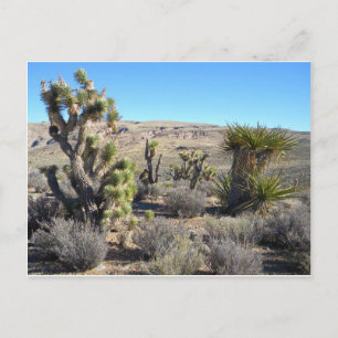 Desert Greenery Vykort