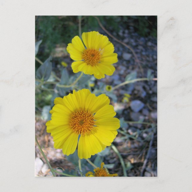 Desert Guld Vykort (Framsida)