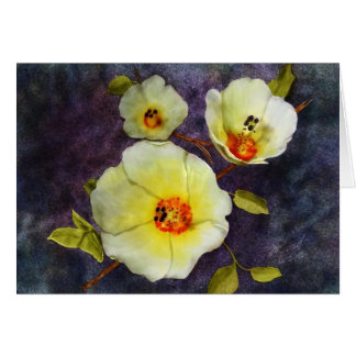 Desert Hibiscus OBS Kort