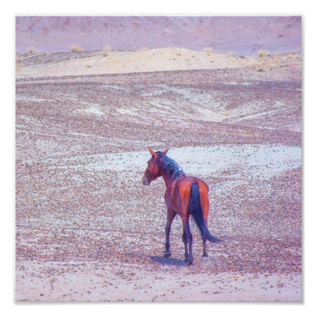 Desert Horse P8640 Fototryck (Framsidan)