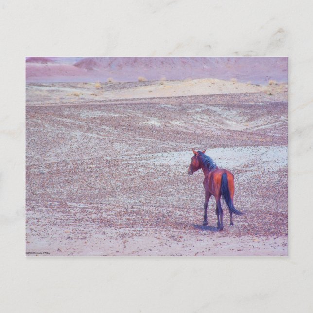 Desert Horse P8640 Vykort (Framsida)