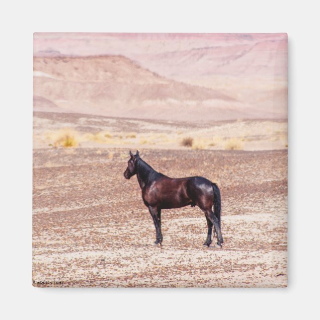 Desert Horse P8664 Magnet (Framsidan)