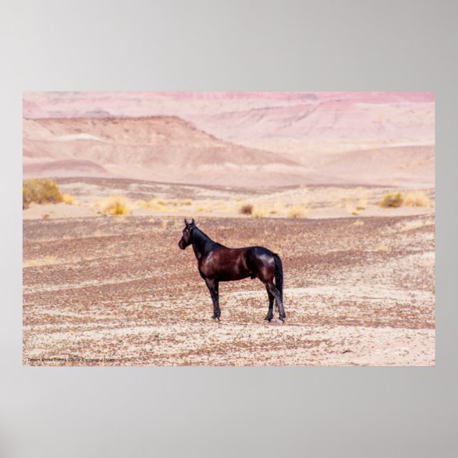 Desert Horse P8664 Poster (Framsidan)