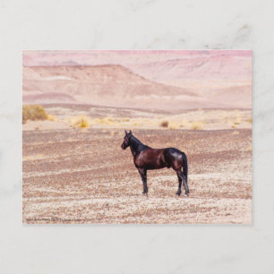 Desert Horse P8664 Vykort