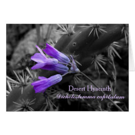 Desert Hyacinth Flower och Staghorn Cholla Cactus Hälsningskort