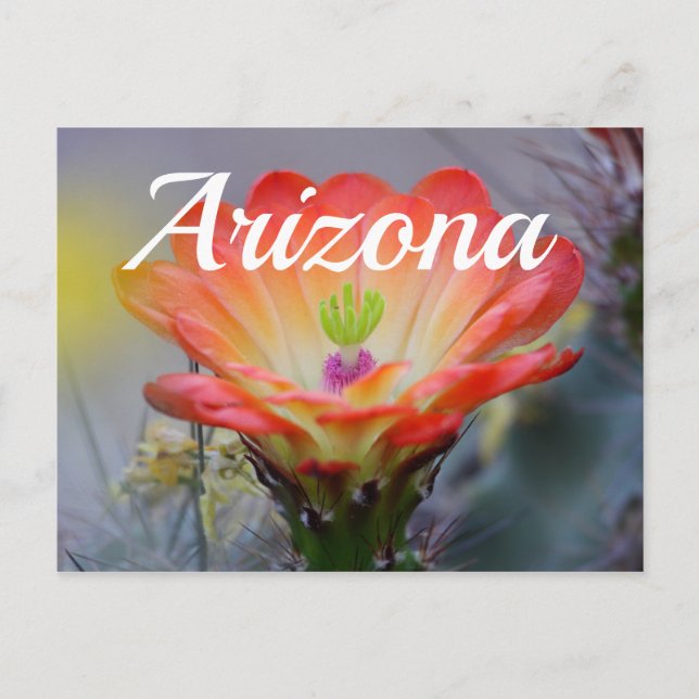 Desert i Bloom, Arizona-vykort Vykort (Framsida)