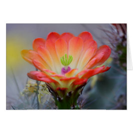 Desert i Bloom Hälsningskort