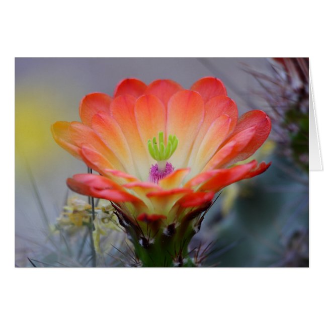 Desert i Bloom Hälsningskort (Framsidan Horizontal)