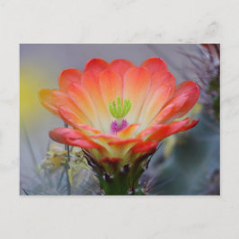 Desert i Bloom Vykort