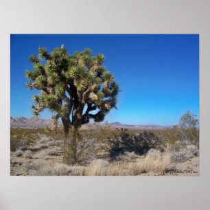 Desert Joshua Träd Poster